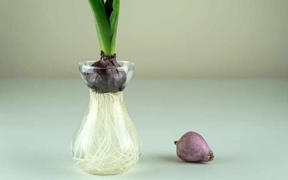 hyacinth water vase