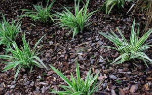 plants growing in mulch of bark chippings