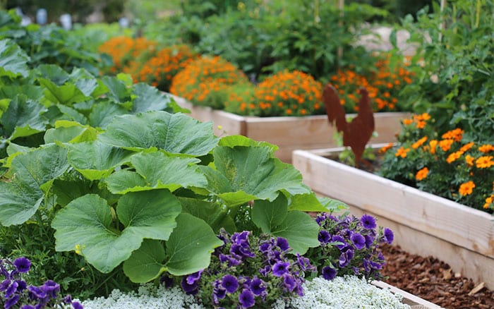 potager-garden-raised-beds-flowers-and-edible-crops