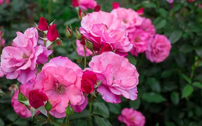 species and shrub roses how to plant roses in the garden