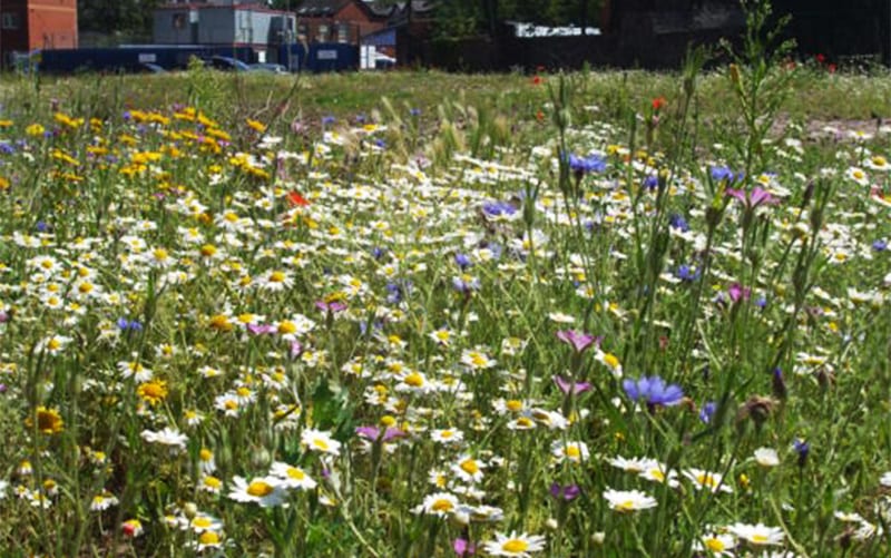 Cultivation Street 2014 transformation street toxteth-that-bloomin-triangle