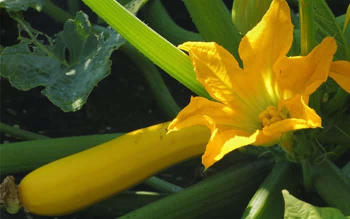 Courgettes