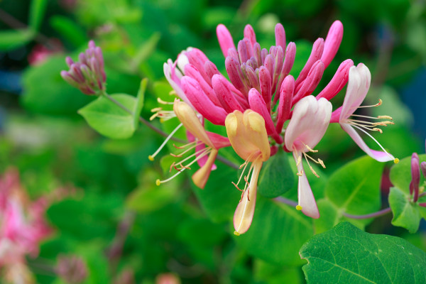 Honeysuckle