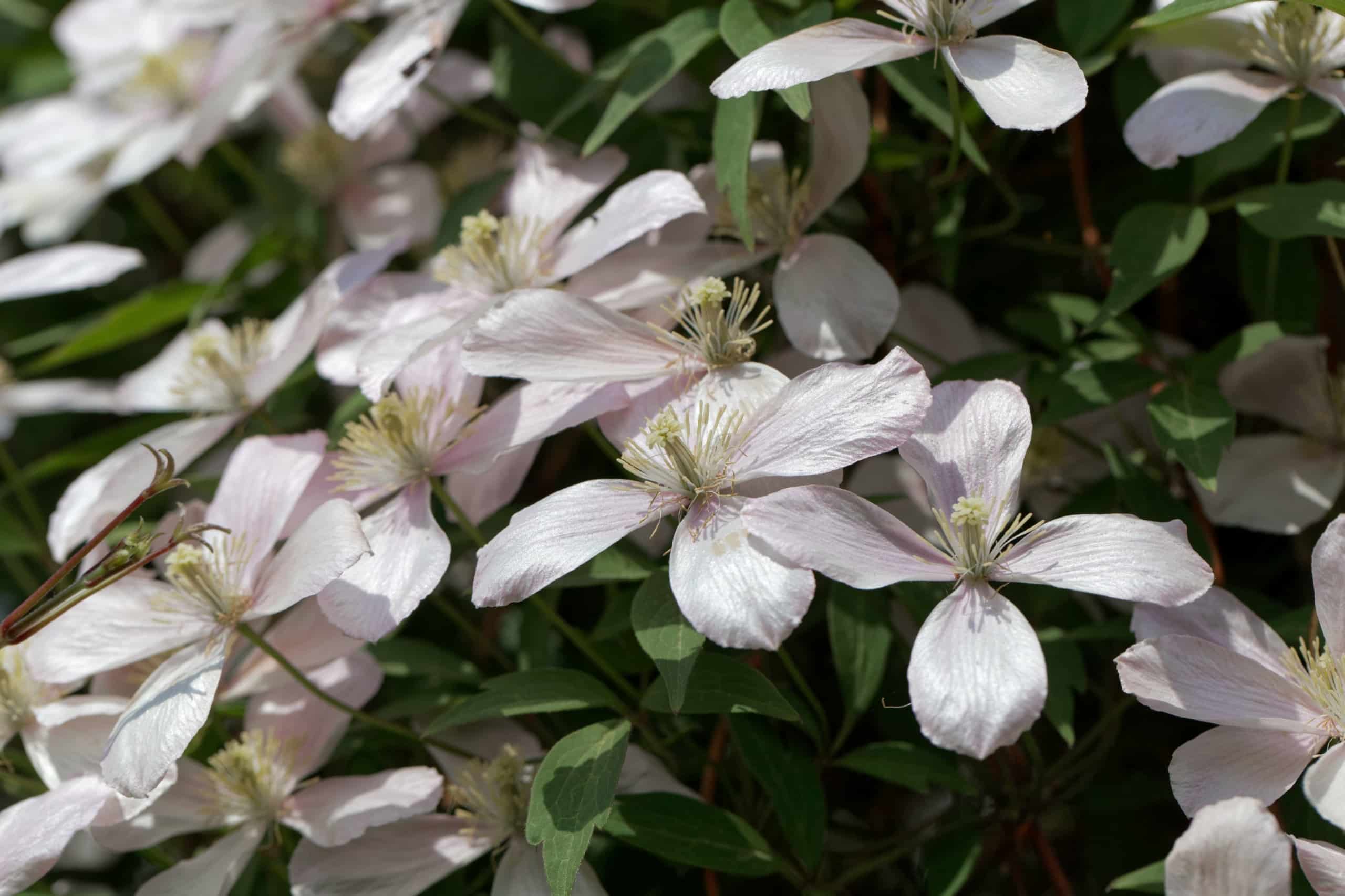 The best climbing plants for shade - David Domoney