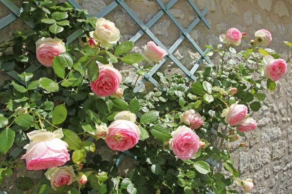 Climbing rose