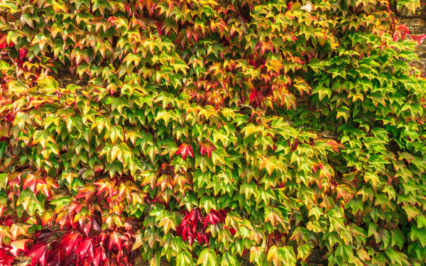 Virginia creeper