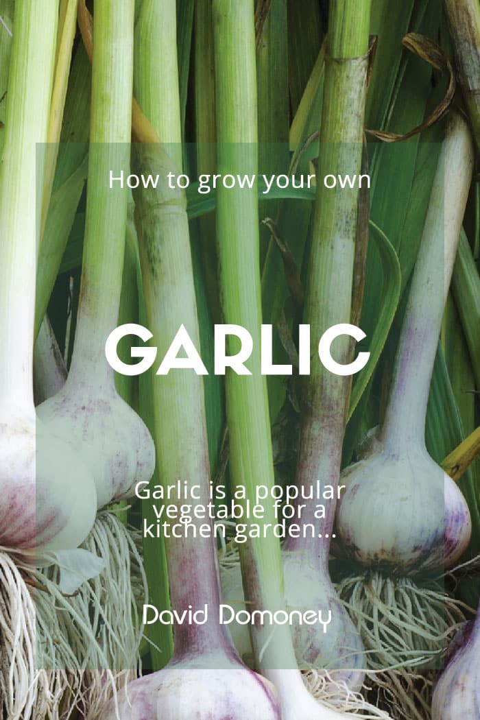 Garlic