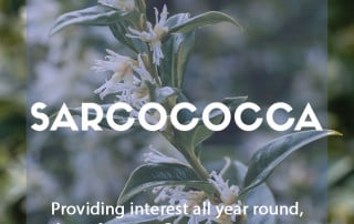 How to grow sarcococca in the garden