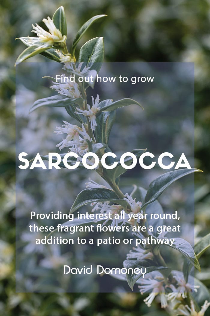 How to grow sarcococca in the garden