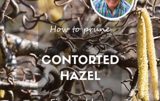 prune contorted hazel tree feature