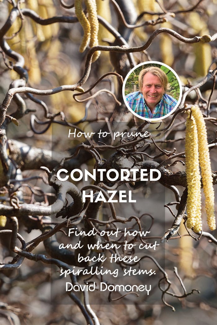 prune contorted hazel tree feature