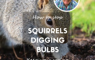 squirrels digging bulbs updated feature