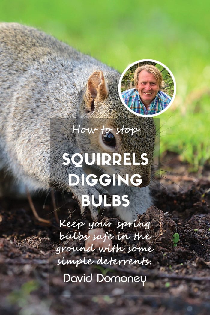 squirrels digging bulbs updated feature