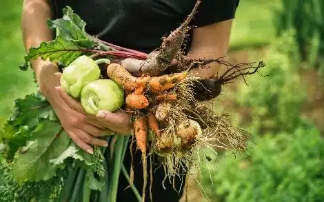 Человек, держащий в руках свежесобранные овощи