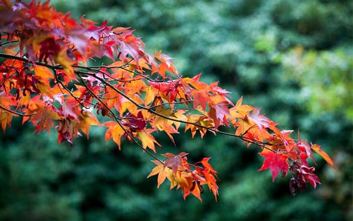 acer-branch how to prune acer trees Rose-petal-salad-2