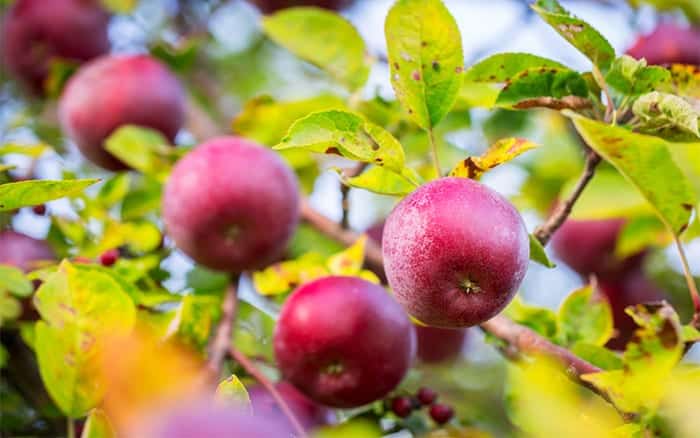 how to plant an apple tree planting instructions and build a small scale orchard