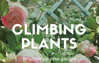 climbing plants