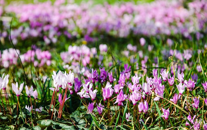 Cyclamen