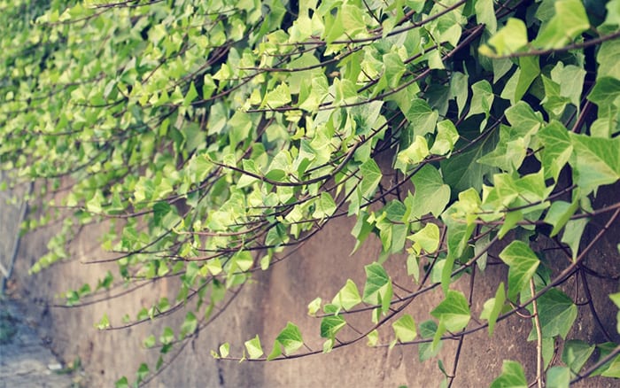 Ivy growing along a wall