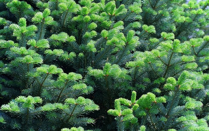 nordmann-fir is a popular christmas tree - how to choose a real christmas tree
