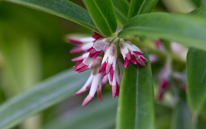 Sarcococca