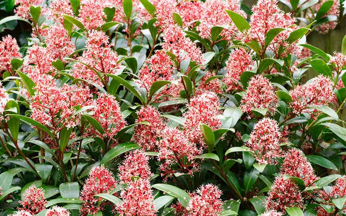 Skimmia japonica