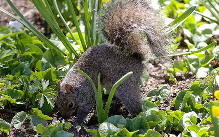 How do I stop squirrels digging up spring bulbs in my garden?