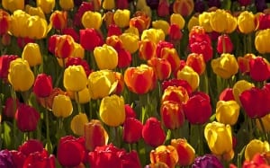 tulips view david domoney's guide to seeds and bulbs