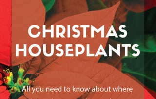 christmas houseplants