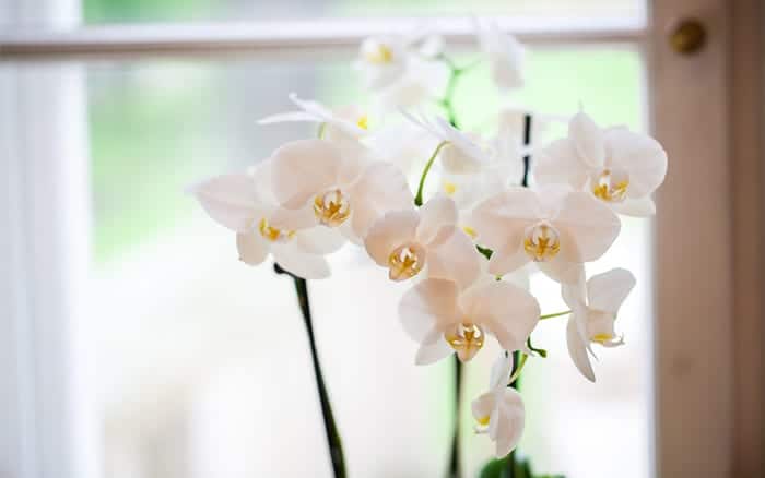 orchid how to keep orchids humid indoors - keep them in the bathroom