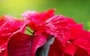 poinsettia christmas houseplant how to care for poinsettia