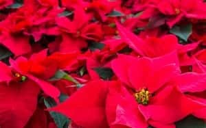 poinsettia-christmas-plants-flowers-houseplants-how-to-care-for-poinsettias