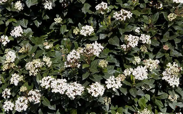 viburnum-tinus flowers in winter december