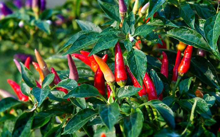 Growing chili plants