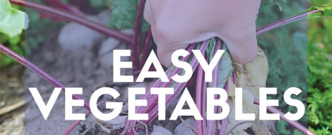 Easy vegetable plants