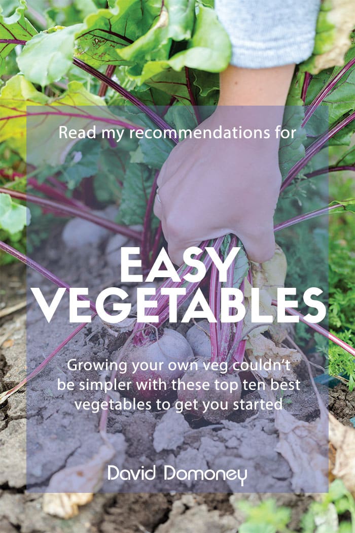 The Top Ten Garden Vegetables and Fruits for Beginners - Platt