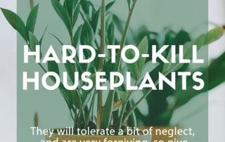 hard to kill houseplants