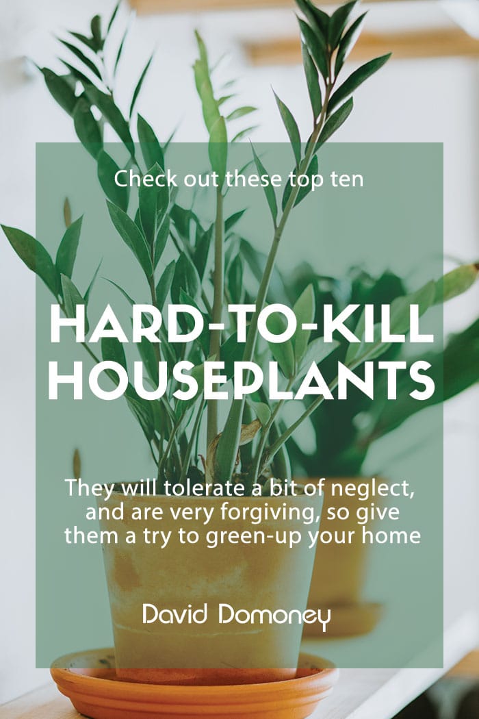 hard to kill houseplants