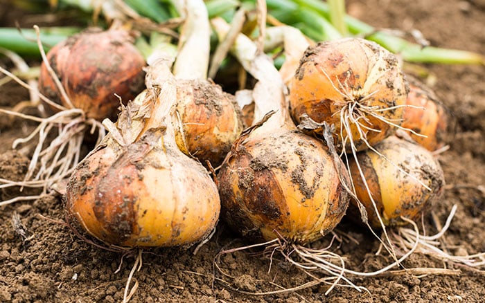 Harvested onions