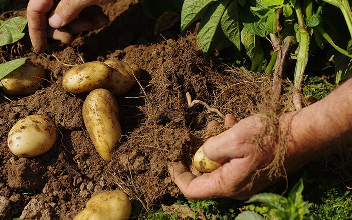 Harvested potatoes