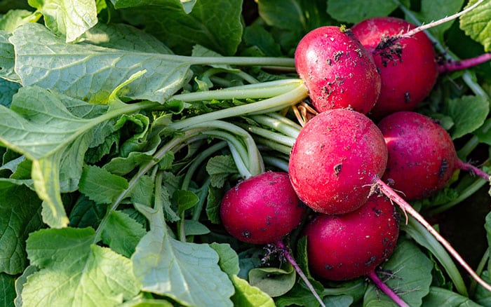 Radishes grown from containers