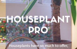 Easy steps to become a houseplant pro feature