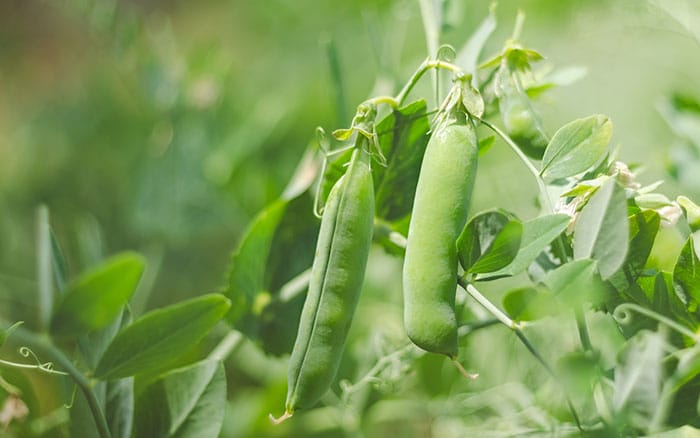 Peas growing in the garden.