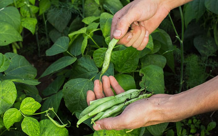 Picking common green beans in the garden