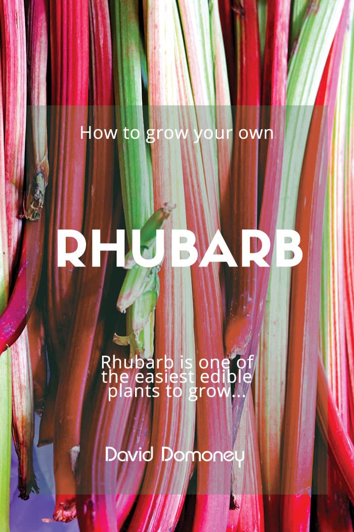 Rhubarb