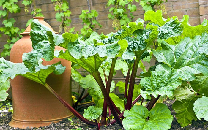 Forcing Rhubarb