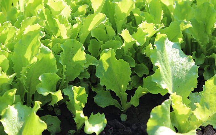 Salad Leaves Growing