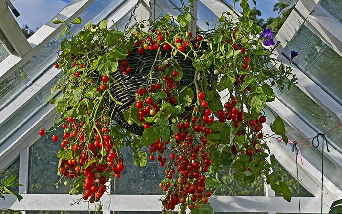 Tomatoes growing in a hanging basket