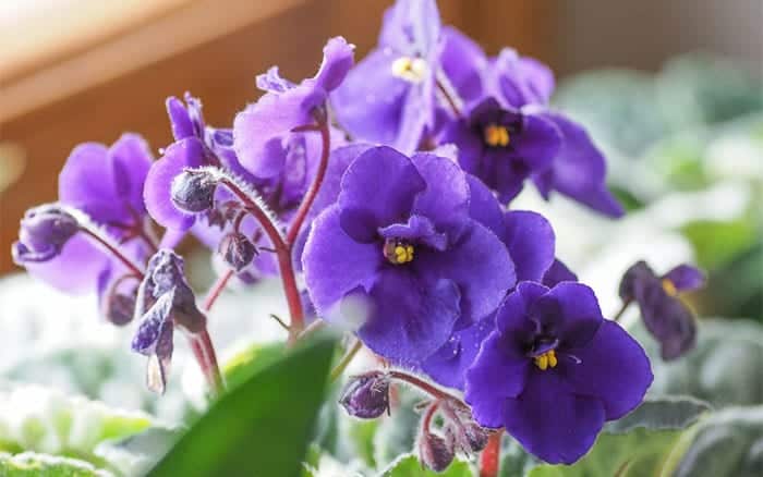 African violets are great houseplants for winter