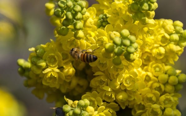 pollinators with mahonia